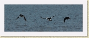 DSC_5073 Buffleheads flying * 1942 x 674 * (199KB)